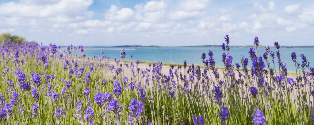 Image slider